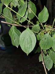 Cornus mas