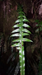 Blechnum attenuatum
