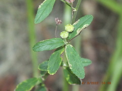 Sida rhombifolia