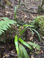 Elaphoglossum