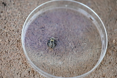 Melecta