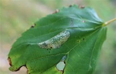 Phyllonorycter issikii