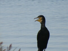 Phalacrocorax carbo