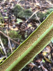 Elaphoglossum