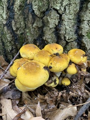 Armillaria mellea