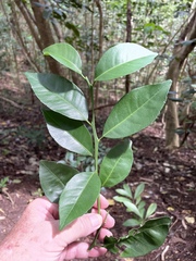 Citrus deliciosa
