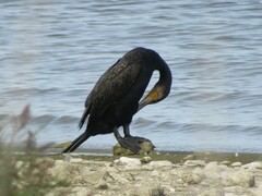 Phalacrocorax carbo