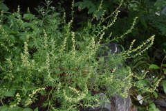 Artemisia michauxiana