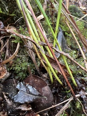 Elaphoglossum