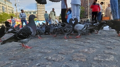 Columba livia domestica