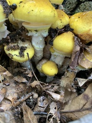 Armillaria mellea