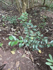 Citrus deliciosa