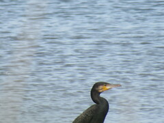 Phalacrocorax carbo