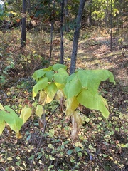 Reynoutria sachalinensis