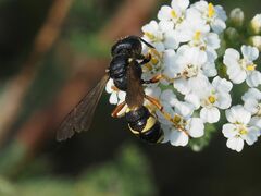 Cerceris rybyensis