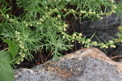 Artemisia michauxiana