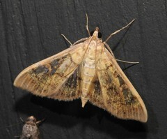 Mimorista subcostalis