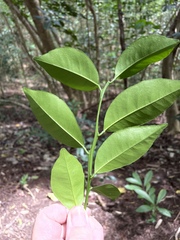 Citrus deliciosa