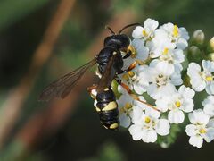 Cerceris rybyensis