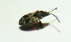 Scolopostethus decoratus