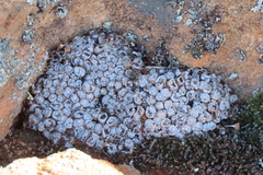 Conophytum minusculum