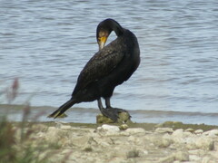 Phalacrocorax carbo