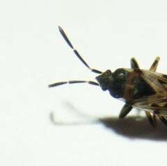 Scolopostethus decoratus