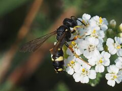 Cerceris rybyensis