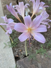 Lycoris squamigera