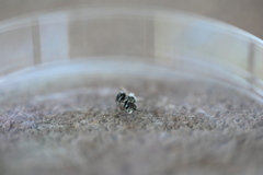Osmia