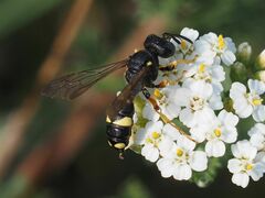 Cerceris rybyensis