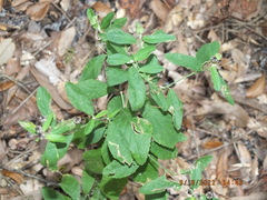 Sida rhombifolia