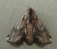 Ianassa coloradensis