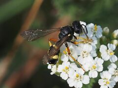 Cerceris rybyensis