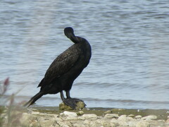 Phalacrocorax carbo