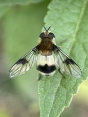 Leucozona lucorum