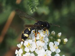 Cerceris rybyensis