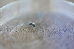 Osmia