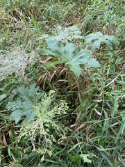 Napaea dioica