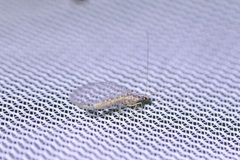 Eremochrysa punctinervis