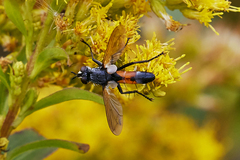 Cylindromyia