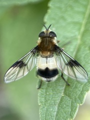 Leucozona lucorum