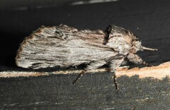 Ianassa coloradensis