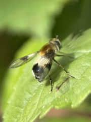 Leucozona lucorum