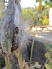 Asclepiadoideae