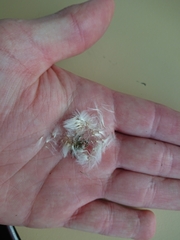 Sonchus arvensis arvensis