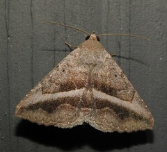 Lesmone griseipennis