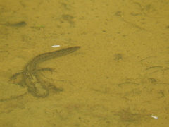 Ichthyosaura alpestris