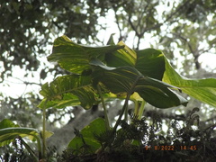 Epipremnum aureum
