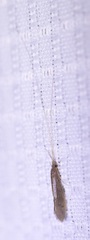 Oecetis